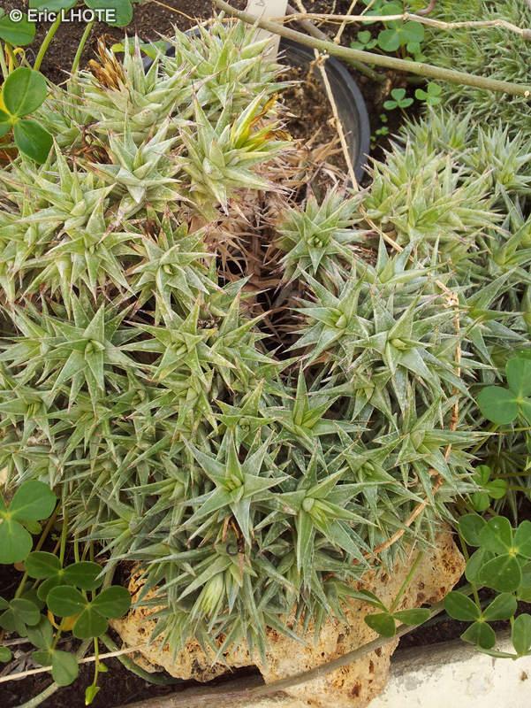 Xanthorrhoeaceae - Haworthia tortuosa - Haworthia