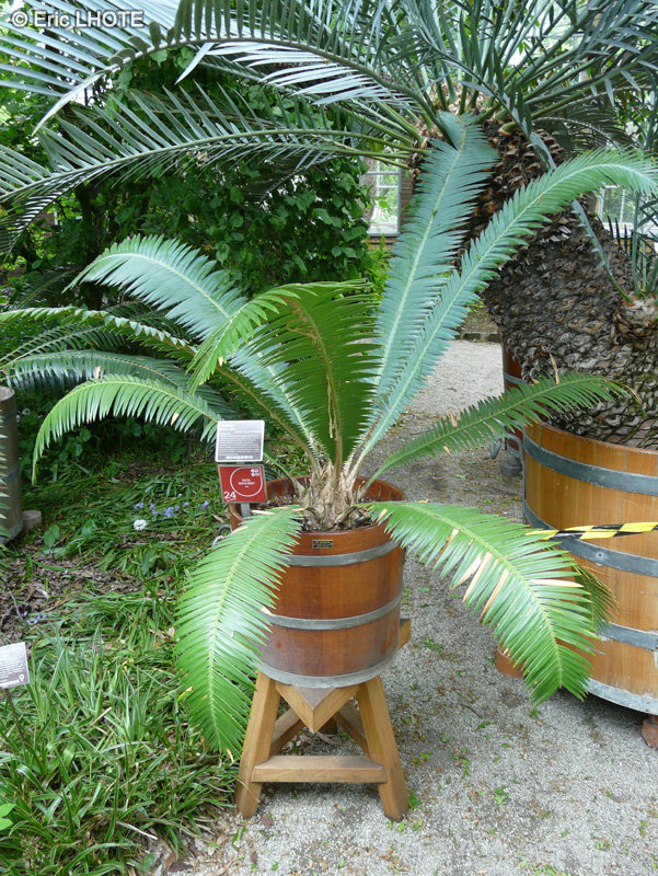 Zamiaceae - Dioon mejiae - Cycadale du Honduras