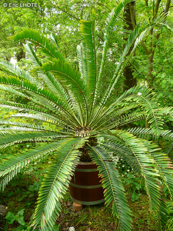 Zamiaceae - Encephalartos altensteinii - Cycas