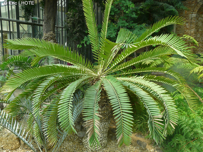 Zamiaceae - Encephalartos transvenosus - Encéphalartos