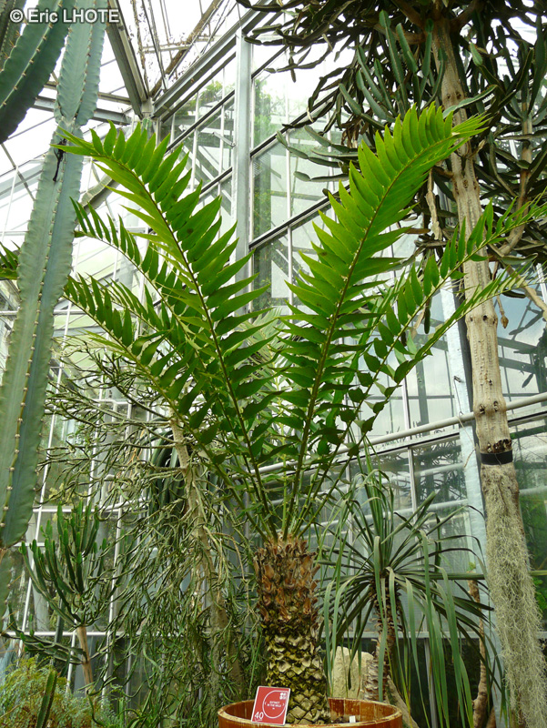 Zamiaceae - Encephalartos woodii - Cycas