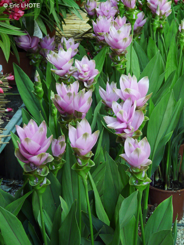 Zingiberaceae - Curcuma alismatifolia - Curcuma, Gingembre, Tulipe du Siam