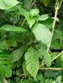 Acanthaceae-Aphelandra-deppeana-Aphelandre-Plante-zebre.jpg