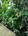 Acanthaceae-Justicia-brandegeeana-Beloperone-guttata-Justicia-Plante-crevette.jpg