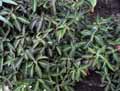 Acanthaceae-Ruellia-makoyana-Ruelie-de-Makoy.jpg