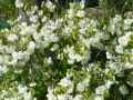 Viburnum plicatum Newport
