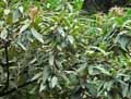 Viburnum ritidophyllum