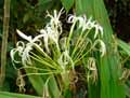 Amaryllidaceae-Crinum-asiaticum-Grand-Lys-crinum-Crinole.jpg