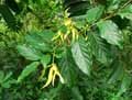 Annonaceae-Cananga-odorata-Ylang-Ylang.jpg
