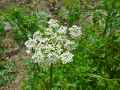 Apiaceae-Aethusa-cynapium-Petite-Cigue-20131123235128.jpg