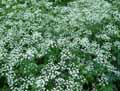 Apiaceae-Anthriscus-sylvestris-Cerfeuil-des-bois-Anthrisque-des-bois-Persil-des-vaches-Cigue-blanche.jpg