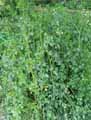 Apiaceae-Apium-graveolens-Celeri-Ache-Celeri-sauvage-Ache-des-Marais.jpg