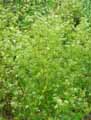 Apiaceae-Apium-graveolens-Per-Cel-Celeri-Ache-Celeri-sauvage-Ache-des-Marais.jpg