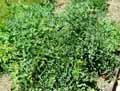 Apiaceae-Cervaria-rivini-Herbe-aux-cerfs.jpg