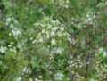 Apiaceae-Chaerophyllum-temulum-Cerfeuil-penche-Cherophylle-enivrante.jpg
