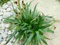 Apiaceae-Eryngium-agavifolium-Eryngium-bromeliifolium-Panicaut-a-feuilles-d-Agave.jpg