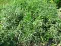 Apiaceae-Eryngium-amethystinum-Panicaut-amethyste-Chardon-bleu.jpg