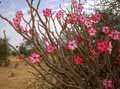 Apocynaceae-Adenium-obesum-Faux-Baobab-Rose-du-desert-Lis-des-Impalas.jpg