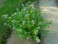 Apocynaceae-Amsonia-tabernaemontana-Amsonie-bleue-Amsonie-a-larges-feuilles.jpg
