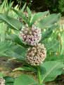 Apocynaceae-Asclepias-syriaca-Asclepiade-commune-Herbe-aux-perruches-Herbe-a-la-ouate.jpg