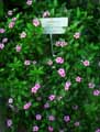 Catharanthus roseus, Vinca rosea