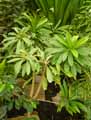Apocynaceae-Cerbera-manghas-Faux-manguier.jpg