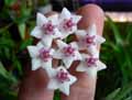 Apocynaceae-Hoya-bella-Fleur-de-porcelaine-Fleur-de-cire.jpg