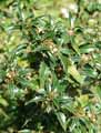 Ilex aquifolium Myrtifolia