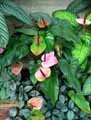 Araceae-Anthurium-andreanum-Flamant-rose-Langue-de-feu.jpg