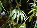 Anthurium polyschistum Tweed