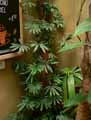 Araceae-Anthurium-polyschistum-Tweed-Flamant-rose-Langue-de-feu.jpg