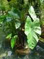 Araceae-Colocasia-esculenta-Black-Stem-Colocase--Choux-de-chine-20131124000740.jpg