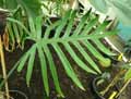 Philodendron heterophyllum
