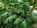 Philodendron longilaminatum