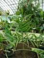 Philodendron polypodioides