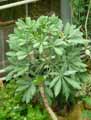 Araliaceae-Cussonia-paniculata-Cussonia-panicule.jpg