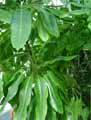 Araliaceae-Schefflera-actinophylla-Arbre-ombelle-Arbre-parapluie.jpg