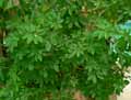 Araliaceae-Schefflera-arboricola-Arbre-ombelle-Arbre-parapluie.jpg