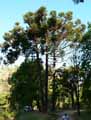 Araucaria bidwillii