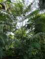 Arecaceae-Arecastrum-romanzoffianum-Palmier-reine-Cocotier-de-Romanzoff.jpg