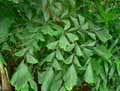 Arecaceae-Caryota-mitis-Clumb-Caryote-Palmier-a-sucre-Palmier-brulant-Palmier-celeri-Palmier-a-queue-de-poisson.jpg