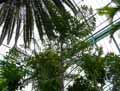 Arecaceae-Caryota-ochlandra-Caryote-Palmier-a-sucre-Palmier-brulant-Palmier-celeri-Palmier-a-queue-de-poisson.jpg