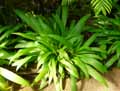 Arecaceae-Chamaedorea-seifrizii-Palmier-nain.jpg
