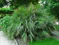 Arecaceae-Chamaerops-humilis-Palmier-nain-Faux-Doum-Palmier-eventail-Palmier-de-mediterranee.jpg