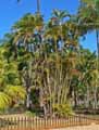 Arecaceae-Chrysalidocarpus-lutescens-Areca.jpg