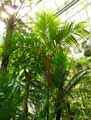 Arecaceae-Cyrtostachys-renda-Palmier-a-tronc-rouge-Palmier-rouge-a-levre.jpg