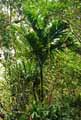 Arecaceae-Dypsis-lanceolata-Palmier-de-Mayotte.jpg