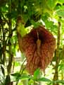 Aristolochia gigantea