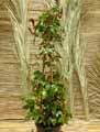 Aristolochiaceae-Aristolochia-kewensis-Aristoloche-Fleur-siphon.jpg