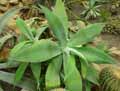 Asparagaceae-Agave-attenuata-Agave-a-cou-de-cygne-Agave-a-queue-de-renard.jpg